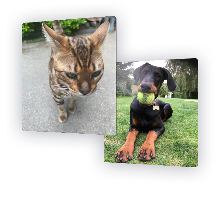 How to train your cat or dog to use their new pet flap